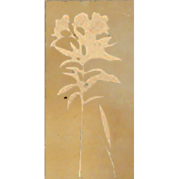 Mosaic House Moroccan tile CH-Oleander A 11 Beige,    chiseled field 